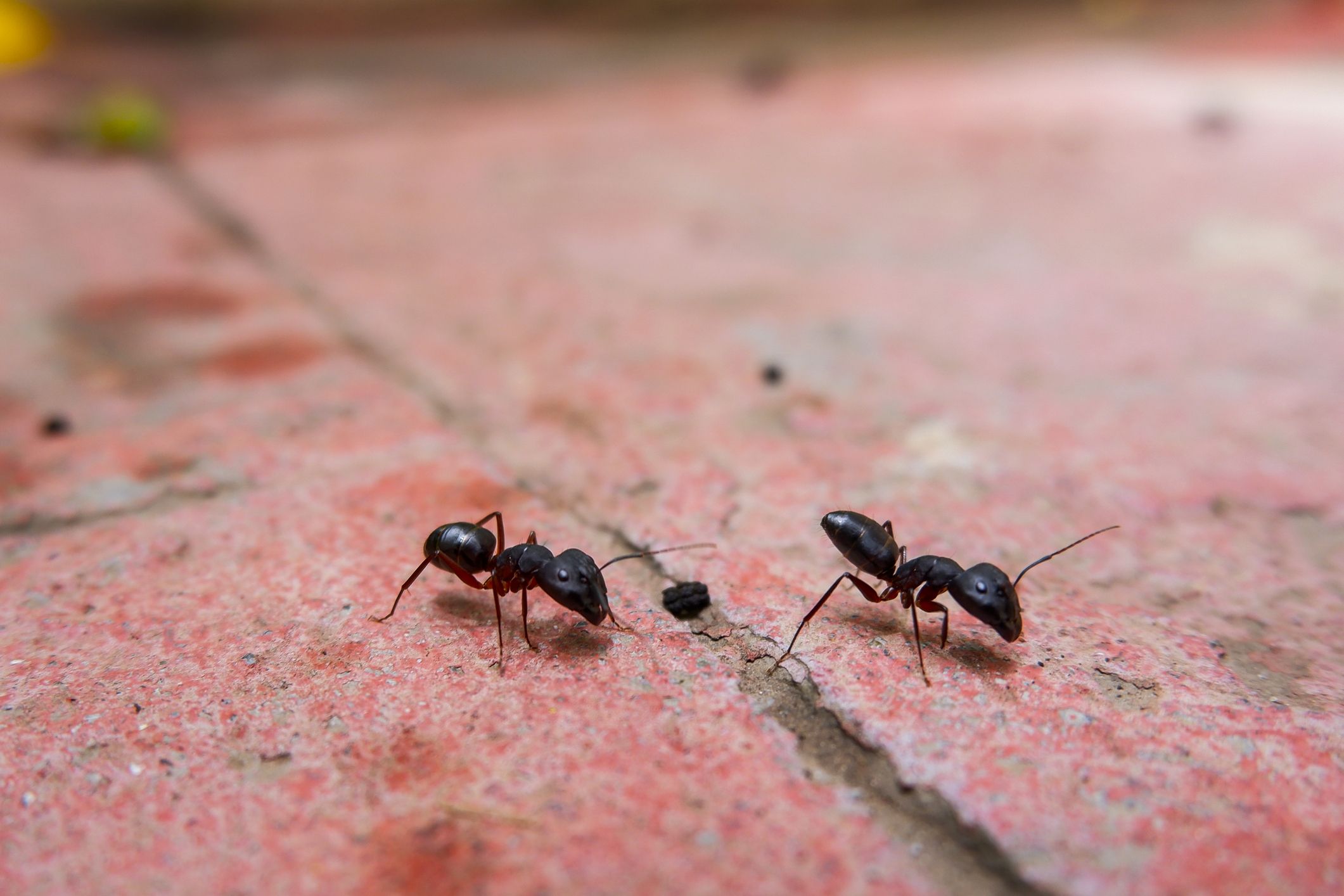 Reds Ants Vs Black Ants Top Differences And How To Kill Both