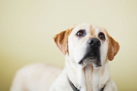 Your pets can smell your stress and fear. Your pets can smell your stress and fear.