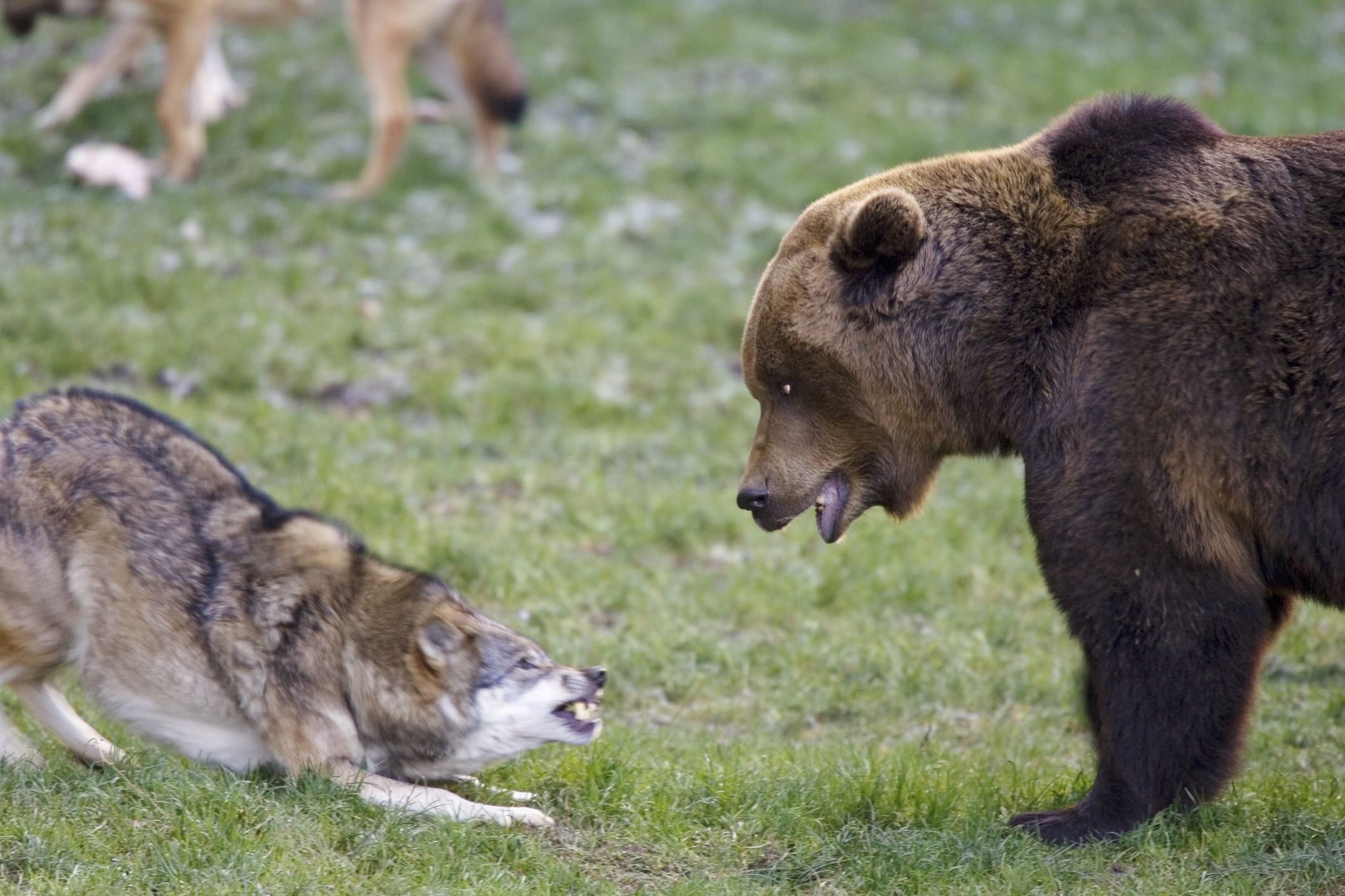 Бурый медведь против. Медведи Гризли против волки. Бурый медведь против волка.