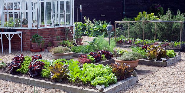 Flowers And Vegetables You Can Plant, Vegetables For Small Gardens Uk