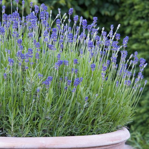 lavender in container