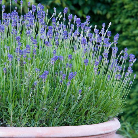 20 Best Patio Plants Lush For Decks And Patios 20 Best Patio Plants Lush For, What Are The Best Patio Plants