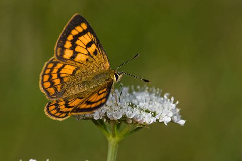 Moths and butterflies, Butterfly, Cynthia (subgenus), Insect, Invertebrate, Pollinator, Lycaenid, Brush-footed butterfly, Small pearl-bordered butterfly, Glanville fritillary, 