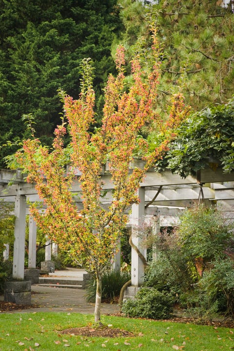 Tree, Plant, Woody plant, Leaf, Canoe birch, Autumn, Flower, Botany, Flowering plant, Grass, 