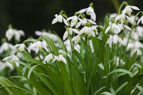 12 Best Winter Flowers - Flowers That Bloom in Winter