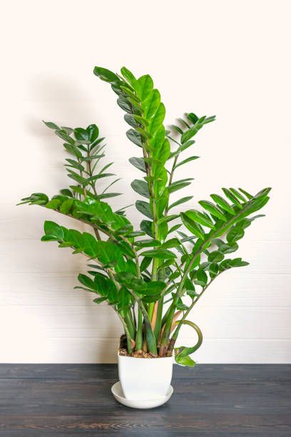 green zamioculcas zamiifolia plant with white pot on wooden table house plant, home decor concept