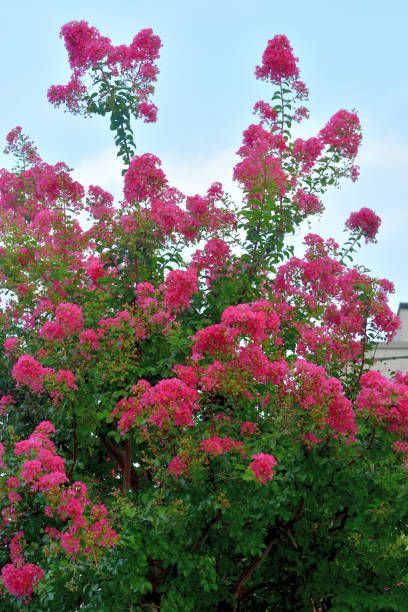 crape myrtle is a deciduous tree or shrub, with especially handsome bark the smooth gray outer bark flaking away to reveal glossy cinnamon brown bark beneath small white, red, pink or purple flowers are borne in clusters in early summer, often blooming again in late summer