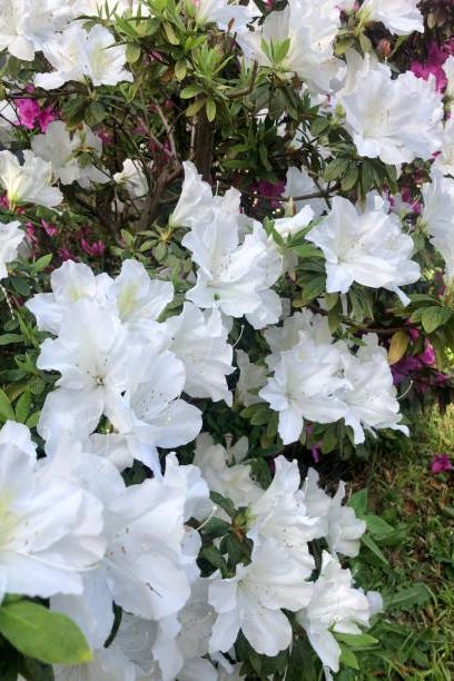 15 Best White Flowers For Your Garden White Flowering Shrubs 15 Best White Flowers For Your Garden White Flowering Shrubs