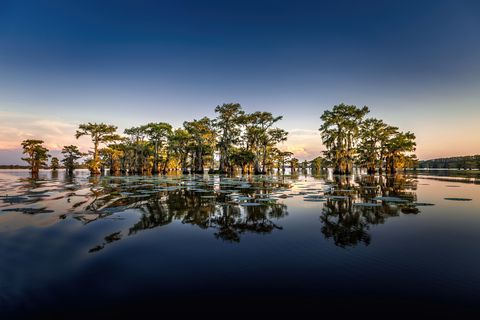 Early evening with cypress trees in the swamp of Caddo Lake State Park, Texas