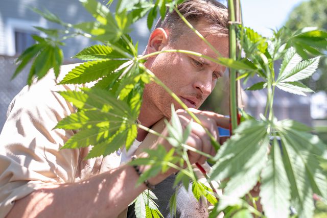 male gardener works in his garden on a sunny summer morning he has just finished transplanting a large cannabis plant and is gently pruning it the shot is focused on him