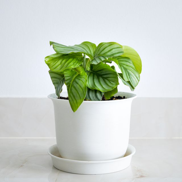 calathea orbifolia the leaves are in white pots, in the room decorated with white walls