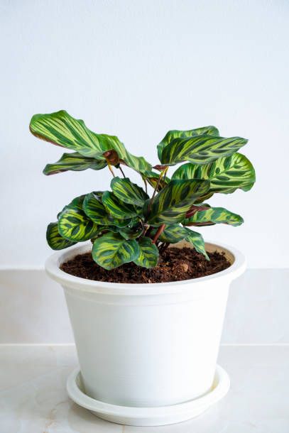calathea makoyana the plants are in white pots in the white wall decorated room