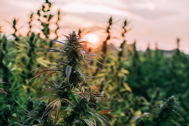 herbal cannabis plants at a cbd oil hemp marijuana farm in colorado