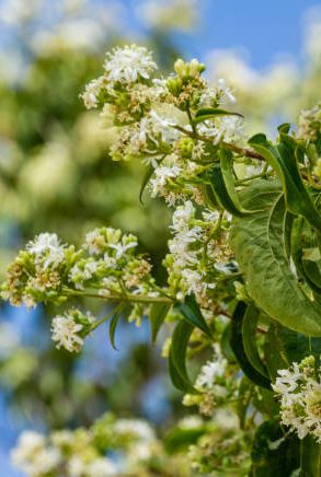 close up of flowering heptacodium miconioides or seven son flower trees in rest zone near the bougainvillea fountain public landscape city park krasnodar or galitsky park for relaxation and walking