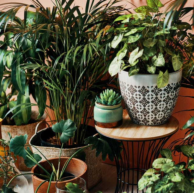 shot of plants growing in vases at home