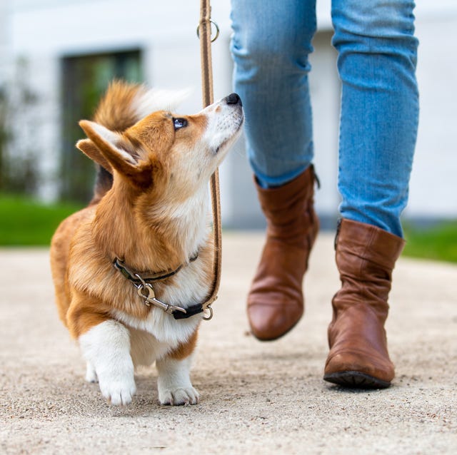 Correa para perro pequeño correa para perro pequeño