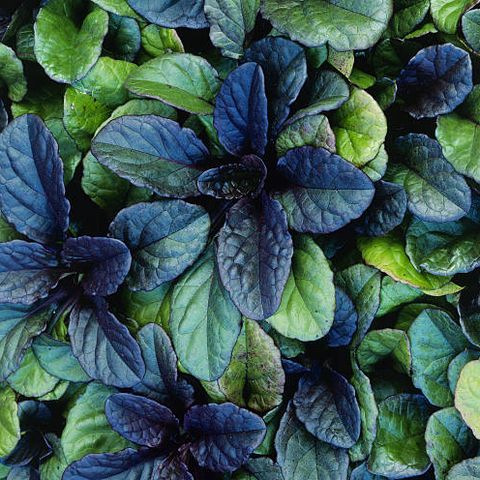 20 Best Ground Cover Plants And Flowers, Leafy Ground Cover
