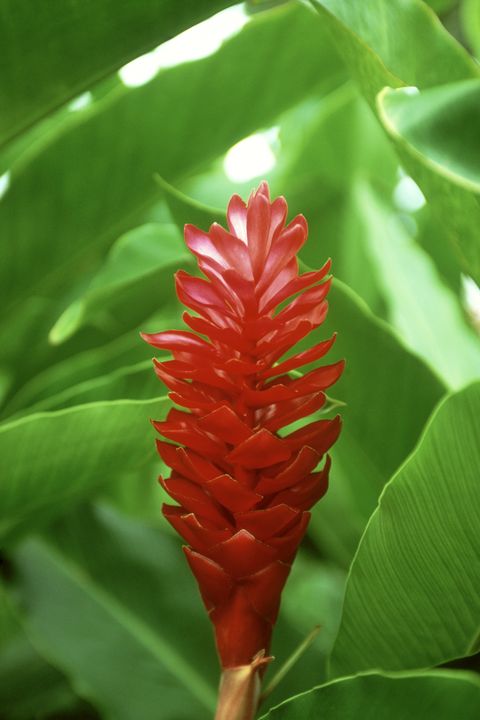 Flower, red ginger, Plant, Flowering plant, Botany, Leaf, Zingiberales, Ginger family, Costus family, Zingiber, 