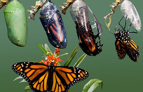 Caterpillars changing into butterflies