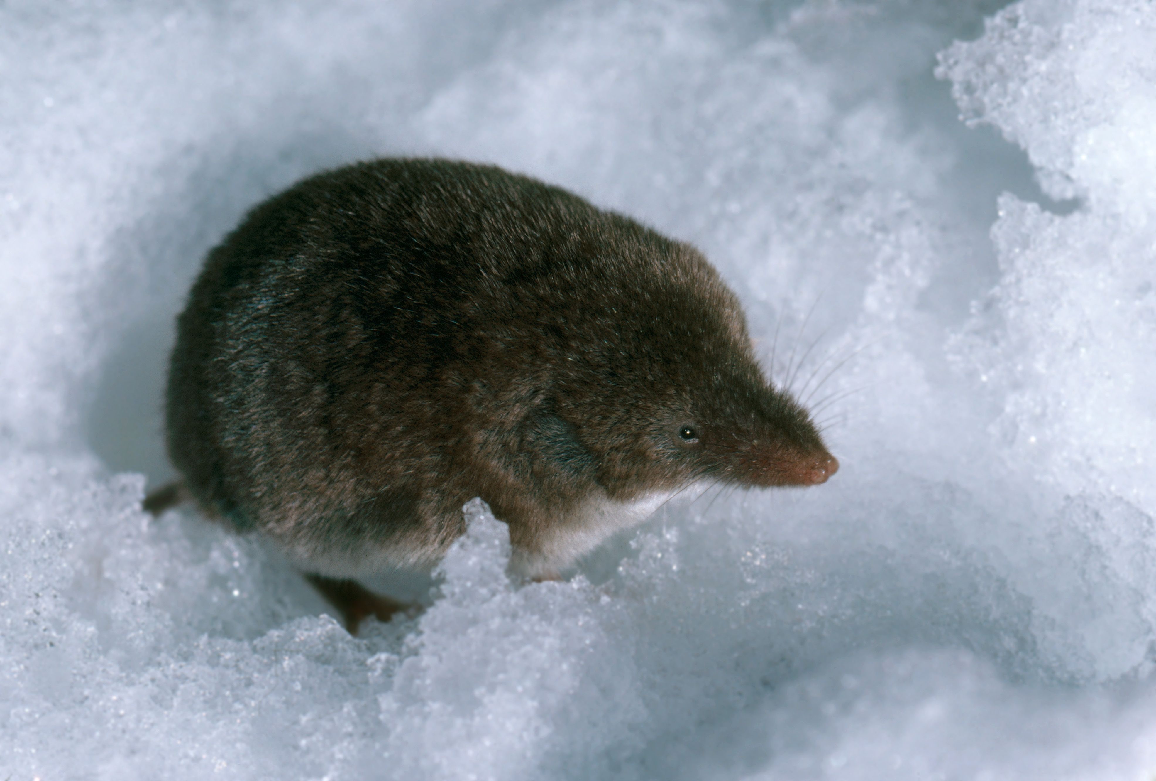 あなたの知らない 絶滅危惧種 の動物たち53