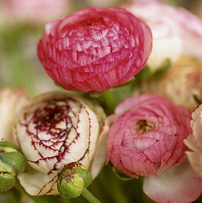 flower, persian buttercup, pink, plant, flowering plant, botany, petal, herbaceous plant, bud, plant stem,