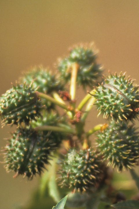 Thorns, spines, and prickles, Plant, Leaf, Flower, Botany, Branch, Organism, Tree, Photography, Pine family,