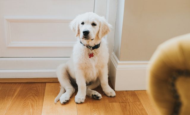 a 12 week old golden retriever puppy in a domestic environment he sits beside a patio door and looks up space for copy