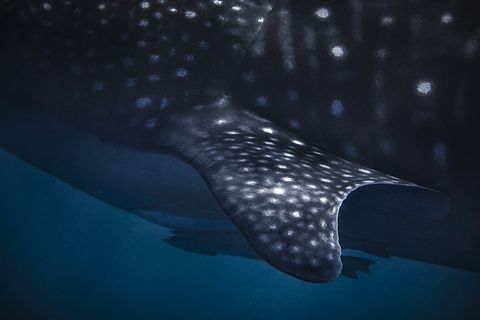 close up of whale shark textures on pectoral fin