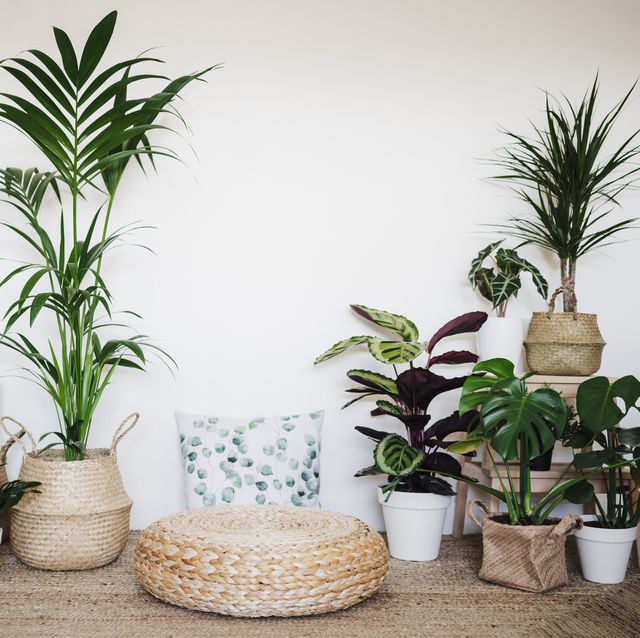 Rebaja apretón siguiente 35 Plantas de interior resistentes, decorativas y bonitas