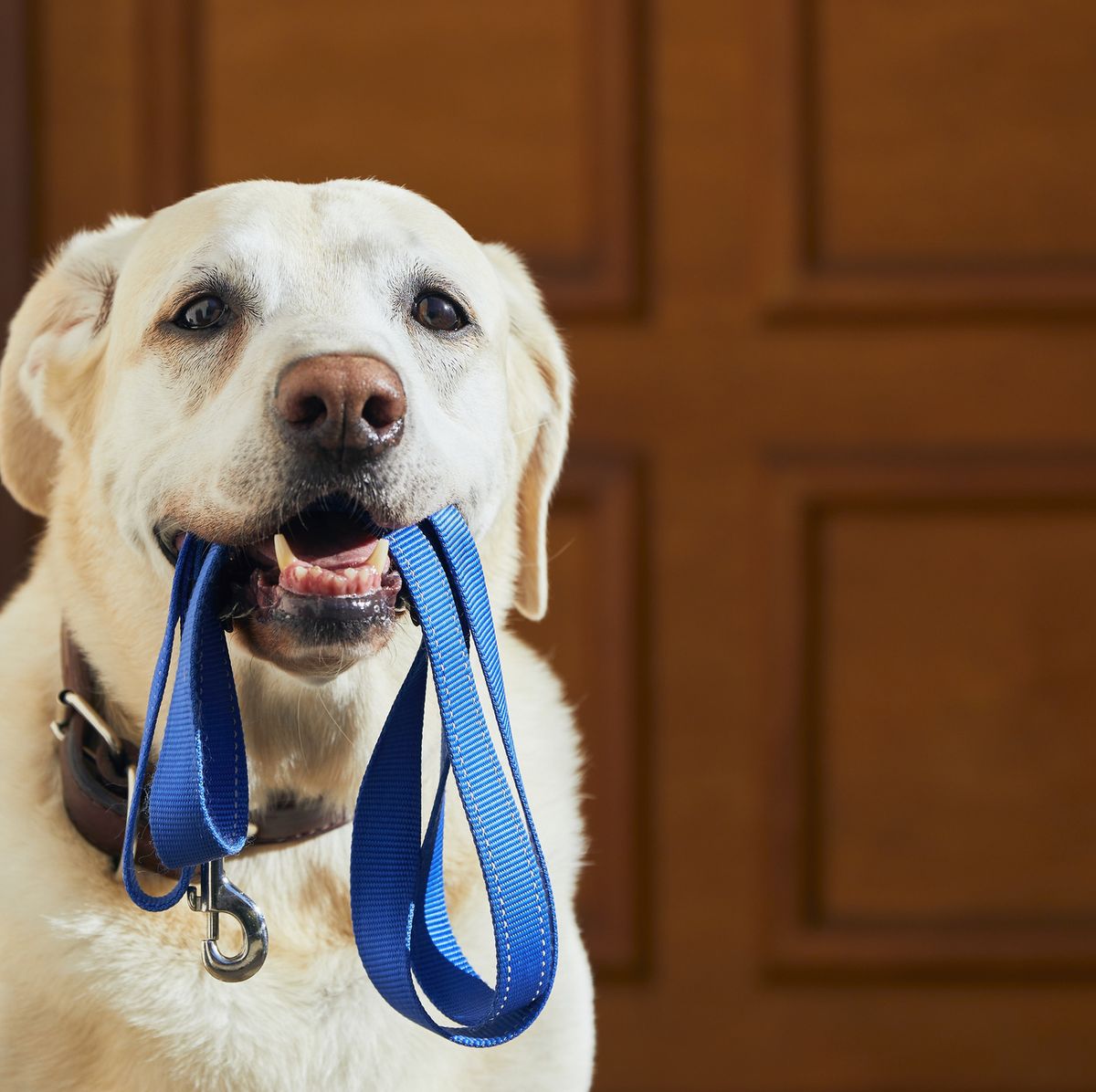 Encarnar Canadá Convención Las 18 mejores correas para perros: tipos y diseños