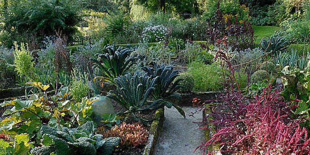 What to plant in my garden in october