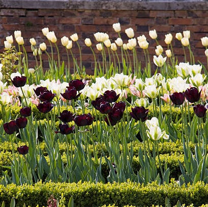 33 Best Bulbs To Plant In Fall For Spring Flowers 33 Best Bulbs To Plant In Fall For Spring Flowers