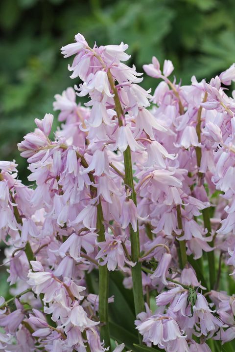 flower meanings pink bluebells