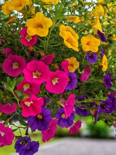 best potted flowers for direct sunlight