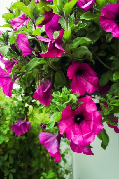 looking up at outdoor hanging basket on a house full of blossoming purple petunia flowers