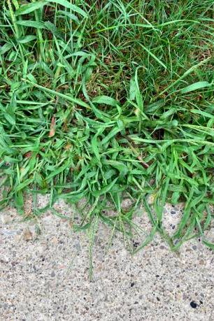 crabgrass on sidewalk