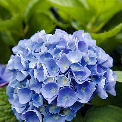 30 Best Blue Flowers for Your Garden - Top Types of Blue Flowers