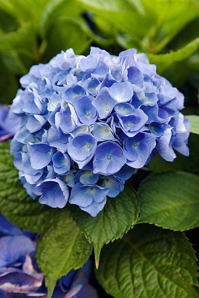 20 Best Blue Flowers for Your Garden - Top Types of Blue Flowers