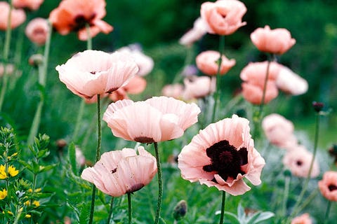 flower, oriental poppy, petal, plant, flowering plant, pink, wildflower, spring, poppy family, meadow,