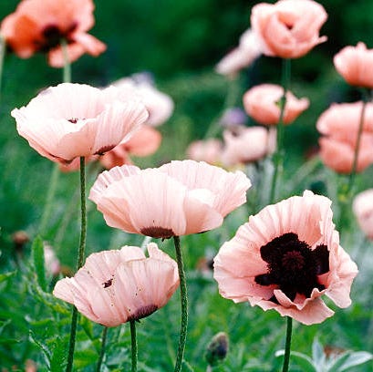 flower, oriental poppy, petal, plant, flowering plant, pink, wildflower, spring, poppy family, meadow,