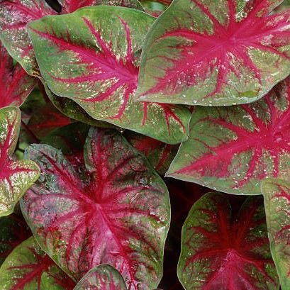 Caladium