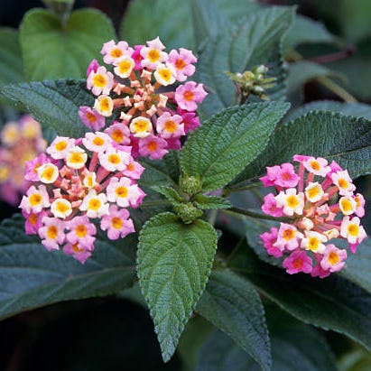 lantana flower