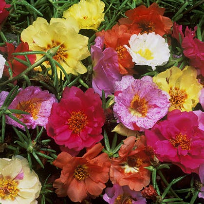 Portulaca flowers