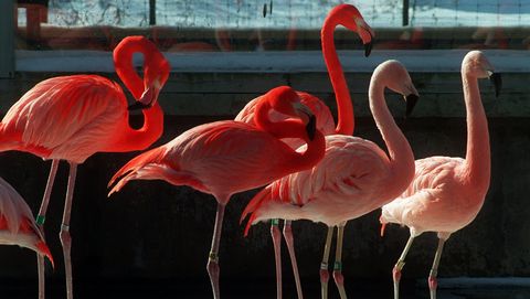 Flamingo, Bird, Greater flamingo, Water bird, Beak, Pink, Water, Wildlife, Organism, Neck, 