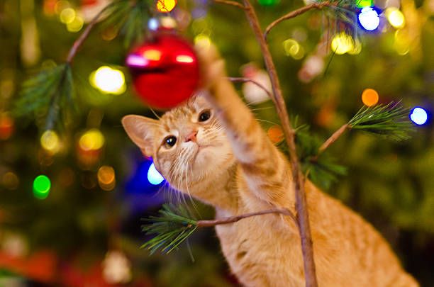 xmas gifts for cat lovers