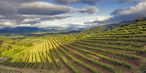 best napa wineries - where to go in napa valley