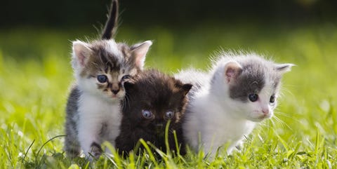 15 reasons why cats make the best pets facts about cats