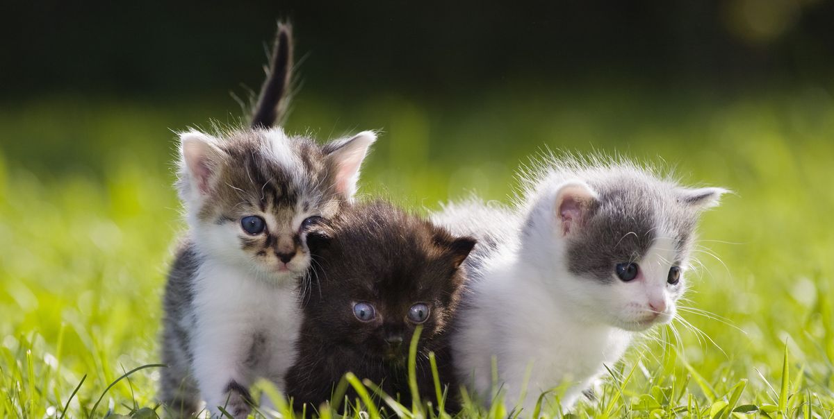 15 Reasons Why Cats Make the Best Pets