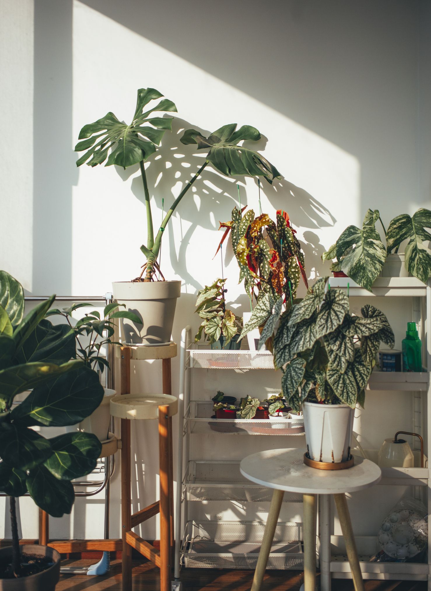 13 Of The Best Places To Buy Live Plants Online