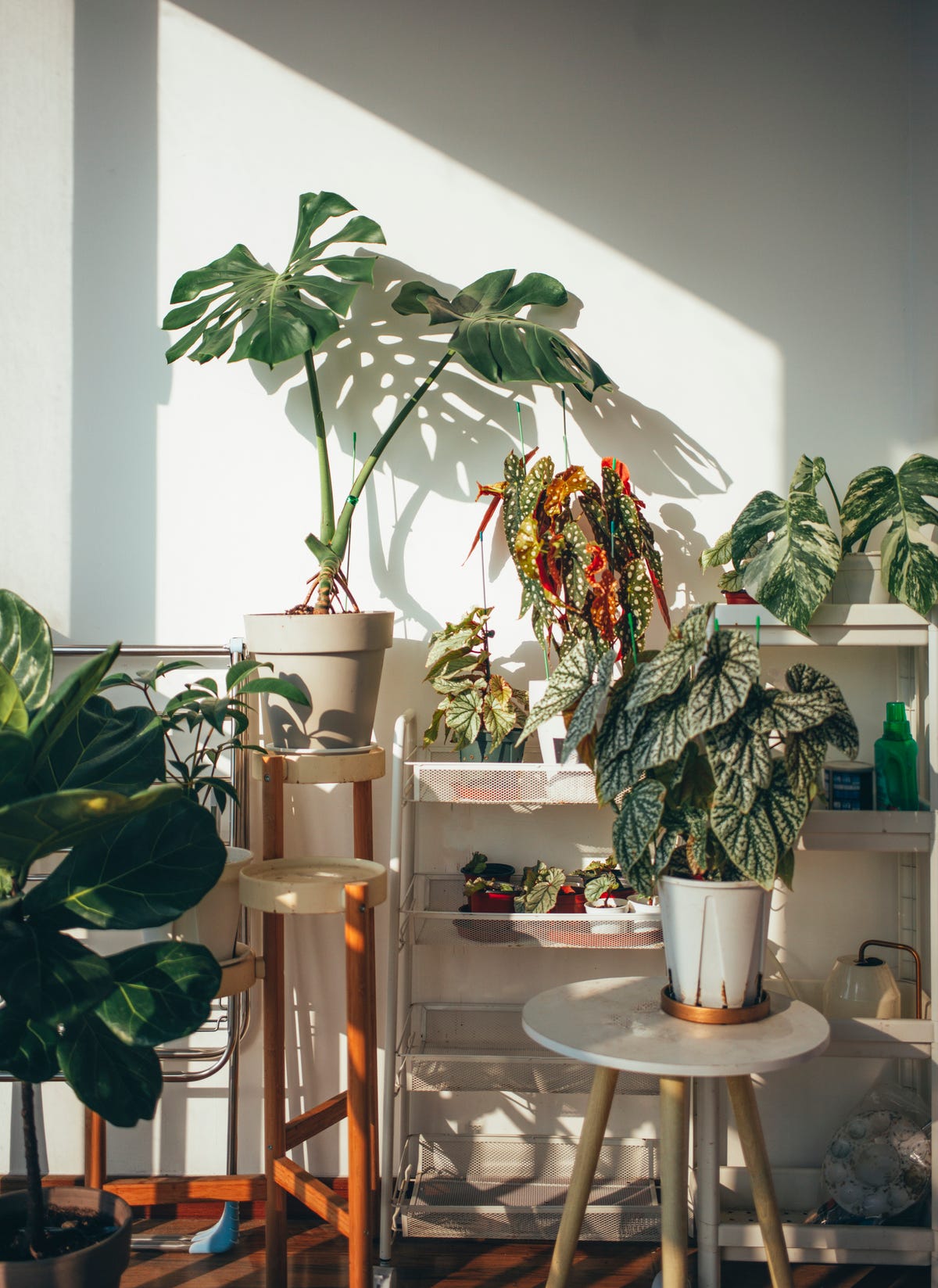 13 Of The Best Places To Buy Live Plants Online